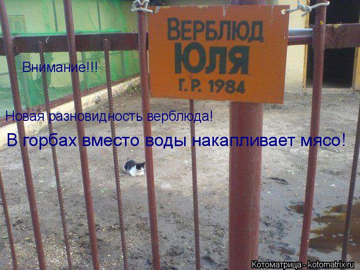 Котоматрица: Внимание!!! Новая разновидность верблюда!  Новая разновидность верблюда!  В горбах вместо воды накапливает мясо!