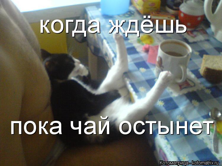Котоматрица: пока чай остынет  когда ждёшь