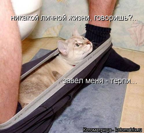 Котоматрица: никакой личной жизни, говоришь?.. завёл меня - терпи...