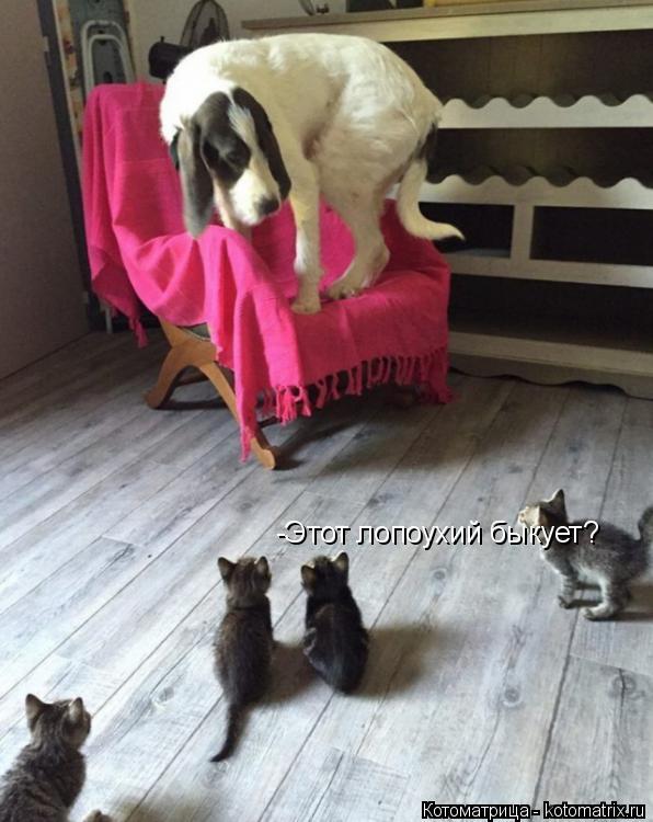 -Этот лопоухий быкует?... Котоматрица: -Этот лопоухий быкует?