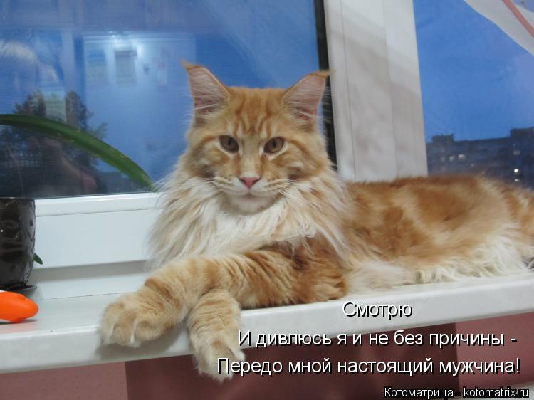 Передо мной настоящий мужчина! Смотрю И дивлюсь я и не без причины -... Котоматрица: Передо мной настоящий мужчина! Смотрю И дивлюсь я и не без причины -