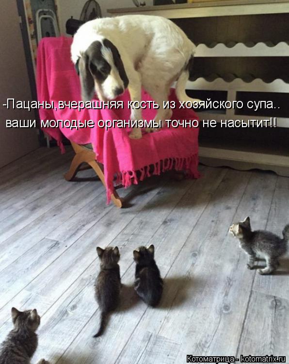 -Пацаны,вчерашняя кость из хозяйского супа.. ваши молодые организмы точно не насытит!!... Котоматрица: -Пацаны,вчерашняя кость из хозяйского супа.. ваши молодые организмы точно не насытит!!
