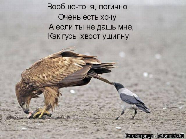 Вообще-то, я, логично, Очень есть хочу А если ты не дашь мне, Как гусь, хвост ущипну!... Котоматрица: Вообще-то, я, логично, Очень есть хочу А если ты не дашь мне, Как гусь, хвост ущипну!