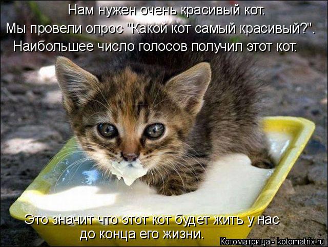 Нам нужен очень красивый кот. Мы провели опрос "Какой кот самый красивый?". Наибольшее число голосов ... Котоматрица: Нам нужен очень красивый кот. Мы провели опрос "Какой кот самый красивый?". Наибольшее число голосов получил этот кот. Это значит что этот ко