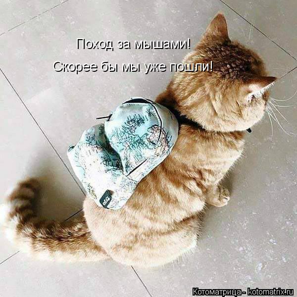 Поход за мышами! Скорее бы мы уже пошли!... Котоматрица: Поход за мышами! Скорее бы мы уже пошли!