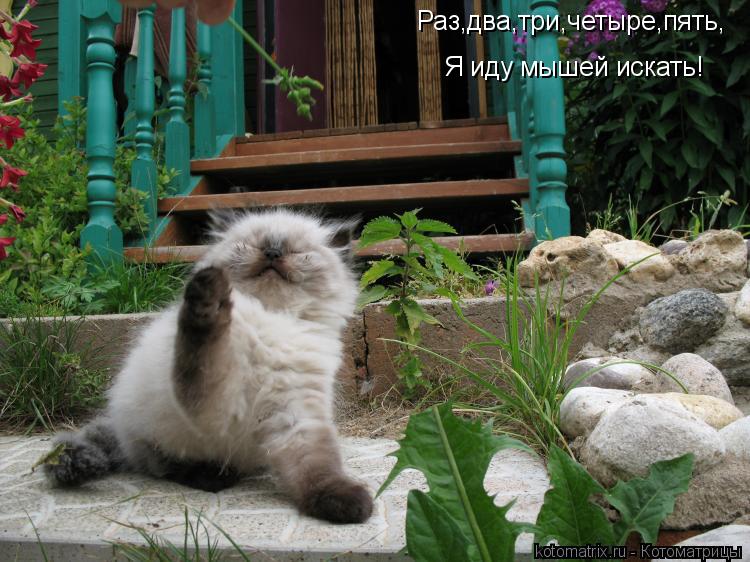 Раз,два,три,четыре,пять, Я иду мышей искать!... Котоматрица: Раз,два,три,четыре,пять, Я иду мышей искать!