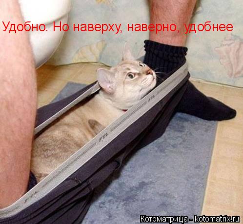 Удобно. Но наверху, наверно, удобнее... Котоматрица: Удобно. Но наверху, наверно, удобнее