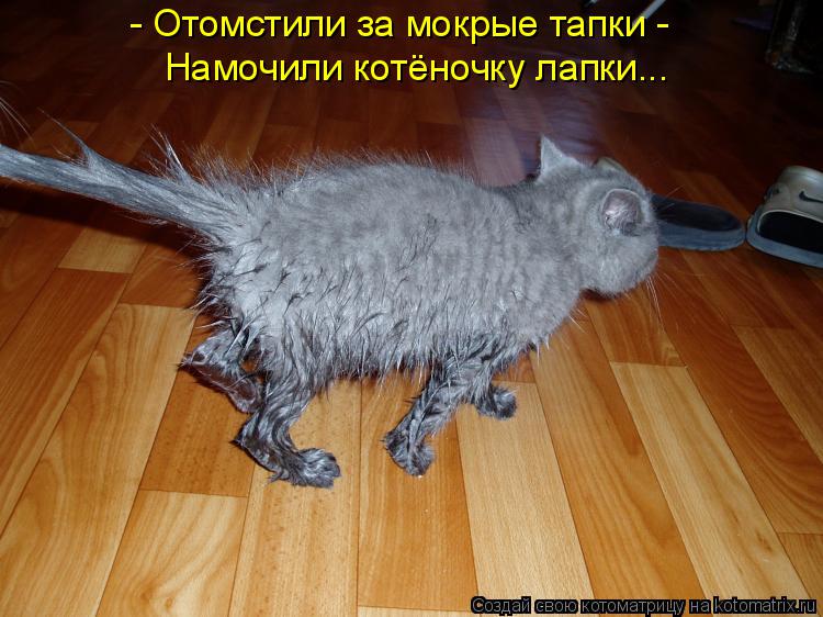 Котоматрица: - Отомстили за мокрые тапки -  Намочили котёночку лапки...