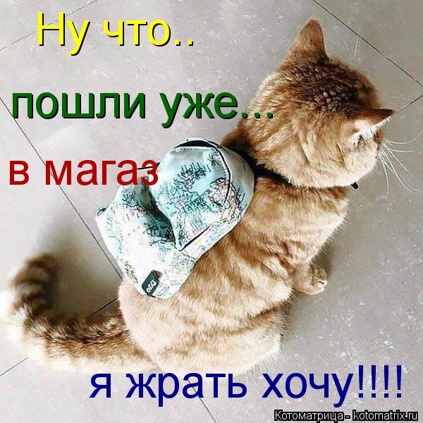 Ну что.. пошли уже... в магаз я жрать хочу!!!!... Котоматрица: Ну что.. пошли уже... в магаз я жрать хочу!!!!