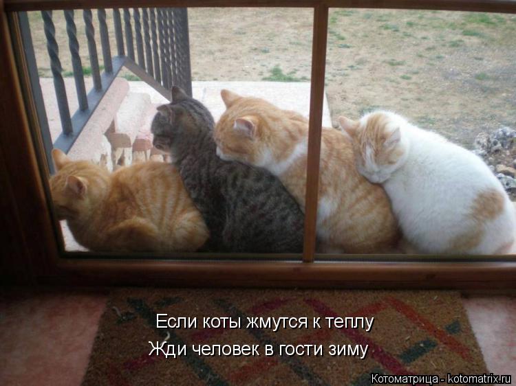 Если коты жмутся к теплу Жди человек в гости зиму... Котоматрица: Если коты жмутся к теплу Жди человек в гости зиму