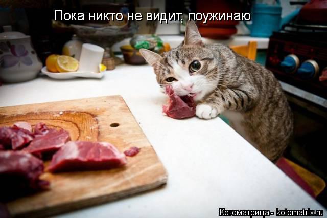 Пока никто не видит, поужинаю Пока никто не видит, поужинаю... Котоматрица: Пока никто не видит, поужинаю Пока никто не видит, поужинаю