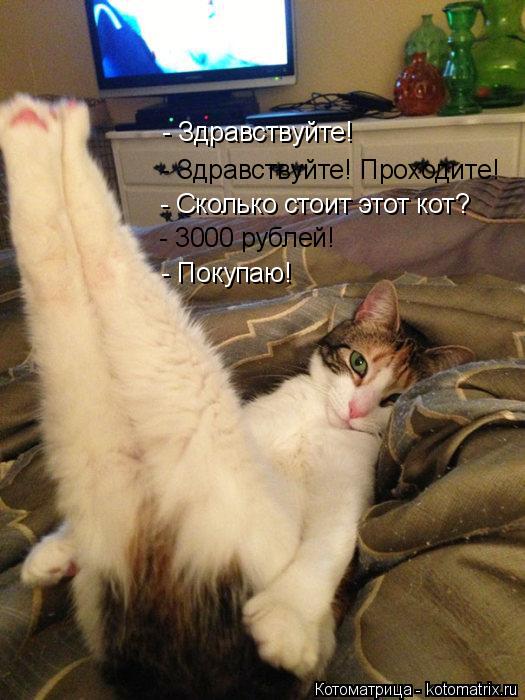 - Здравствуйте! - Здравствуйте! Проходите! - Сколько стоит этот кот? - 3000 рублей! - Покупаю!... Котоматрица: - Здравствуйте! - Здравствуйте! Проходите! - Сколько стоит этот кот? - 3000 рублей! - Покупаю!