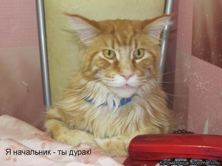 Котоматрица: Я начальник - ты дурак!