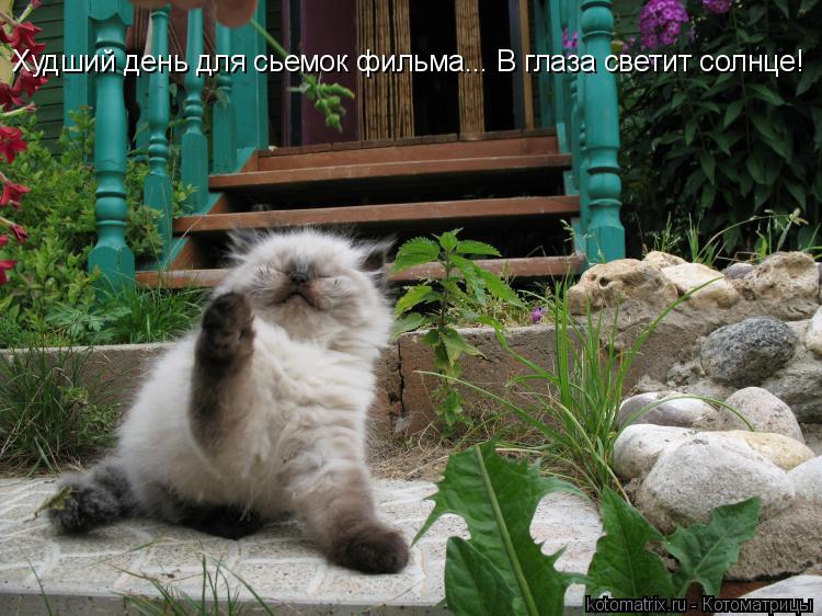 Худший день для сьемок фильма... В глаза светит солнце!... Котоматрица: Худший день для сьемок фильма... В глаза светит солнце!