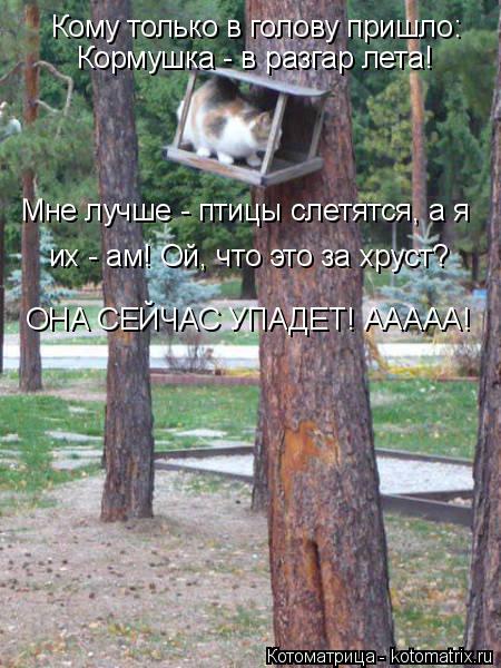 Кому только в голову пришло: Кормушка - в разгар лета! Мне лучше - птицы слетятся, а я их - ам! Ой, ч... Котоматрица: Кому только в голову пришло: Кормушка - в разгар лета! Мне лучше - птицы слетятся, а я их - ам! Ой, что это за хруст? ОНА СЕЙЧАС УПАДЕТ! ААААА!