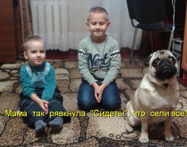 Мама так рявкнула "Сидеть!", что сели все!... Котоматрица: Мама так рявкнула "Сидеть!", что сели все!