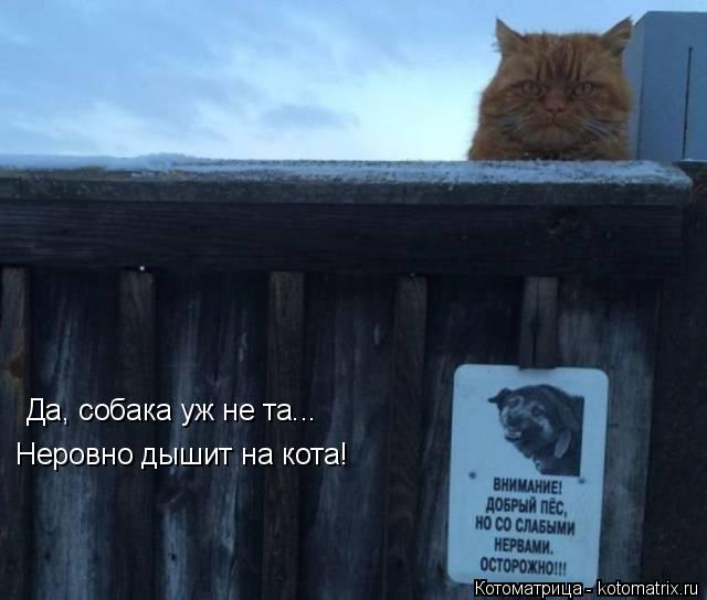 Да, собака уж не та... Неровно дышит на кота!... Котоматрица: Да, собака уж не та... Неровно дышит на кота!