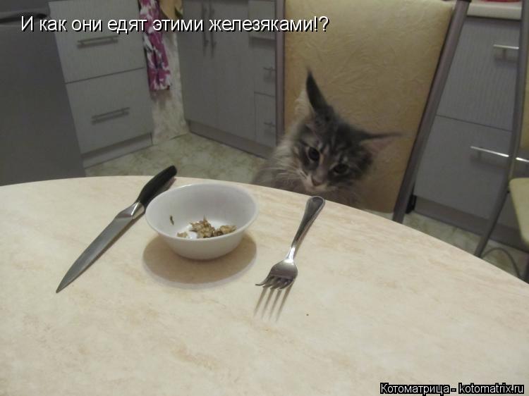 Котоматрица: И как они едят этими железяками!?
