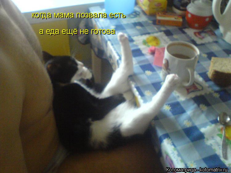 Котоматрица: когда мама позвала есть а еда ещё не готова