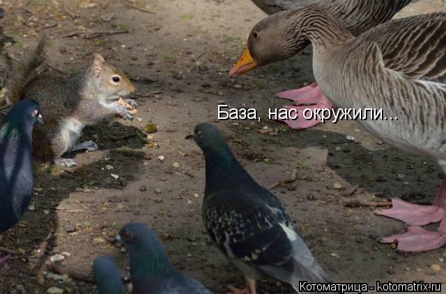 База, нас окружили...... Котоматрица: База, нас окружили...