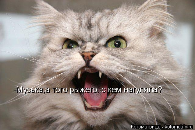 Котоматрица: -Муська,а того рыжего..с кем нагуляла?