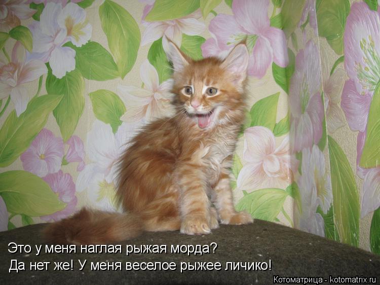 Котоматрица: Это у меня наглая рыжая морда?  Да нет же! У меня веселое рыжее личико!