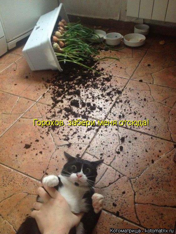 Котоматрица: Горохов, забери меня отсюда!