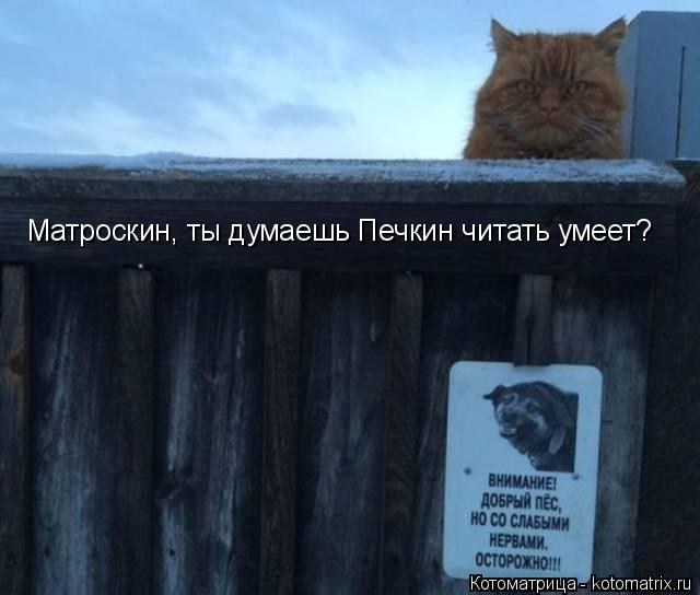 Матроскин, ты думаешь Печкин читать умеет?... Котоматрица: Матроскин, ты думаешь Печкин читать умеет?