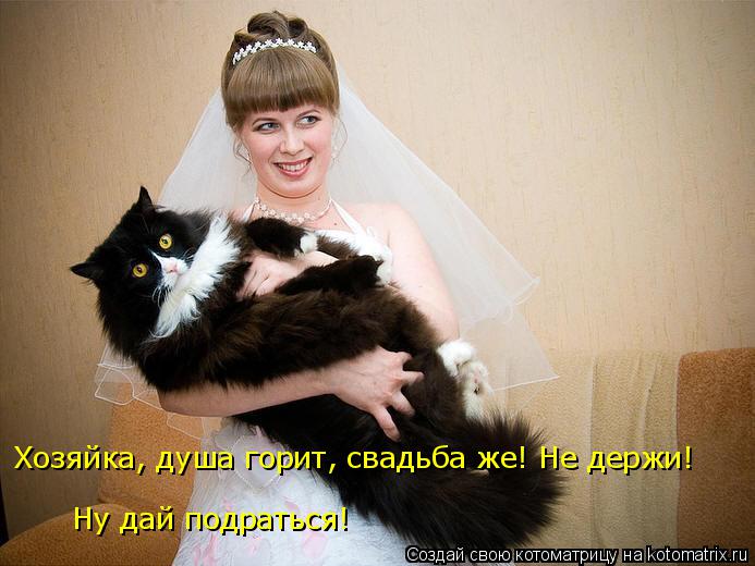 Котоматрица: Ну дай подраться! Хозяйка, душа горит, свадьба же! Не держи!
