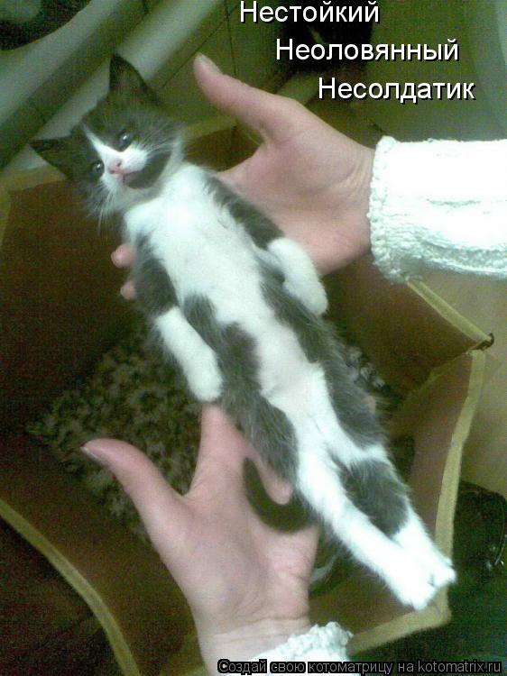 Несолдатик Неоловянный Нестойкий... Котоматрица: Несолдатик Неоловянный Нестойкий