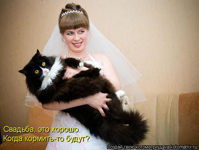 Котоматрица: Свадьба, это хорошо. Когда кормить-то будут?