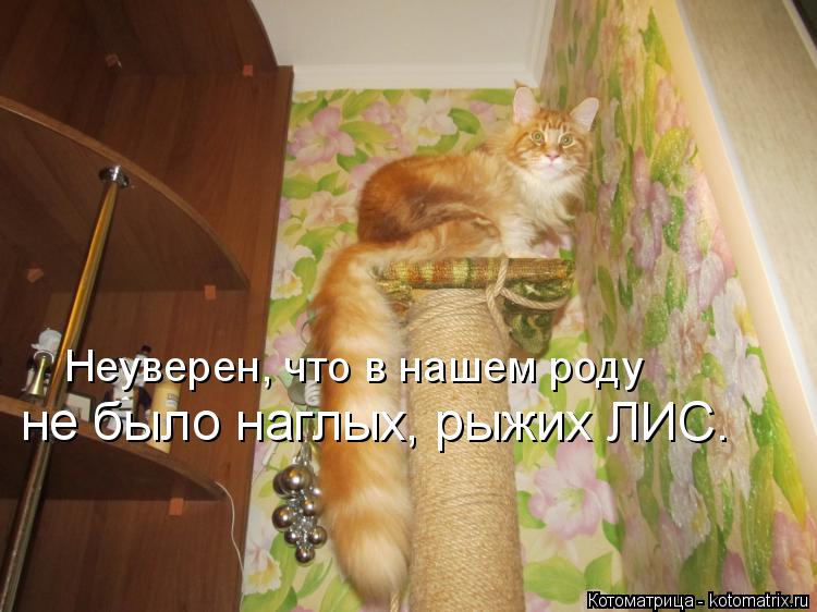 Котоматрица: Неуверен, что в нашем роду не было наглых, рыжих ЛИС.