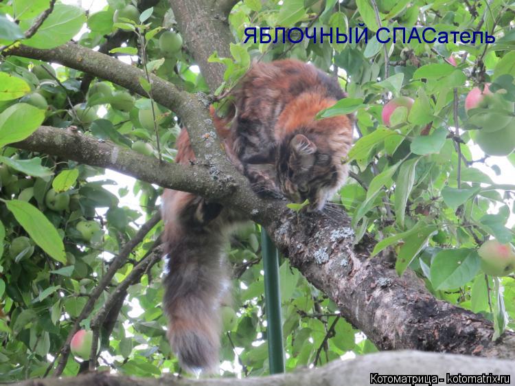 Котоматрица: ЯБЛОЧНЫЙ СПАСатель