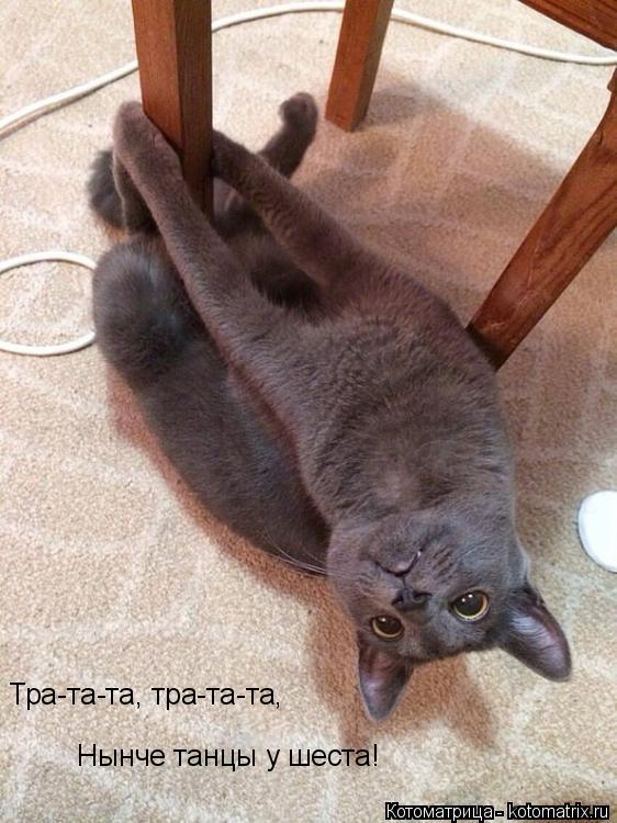 Котоматрица: Тра-та-та, тра-та-та, Нынче танцы у шеста!