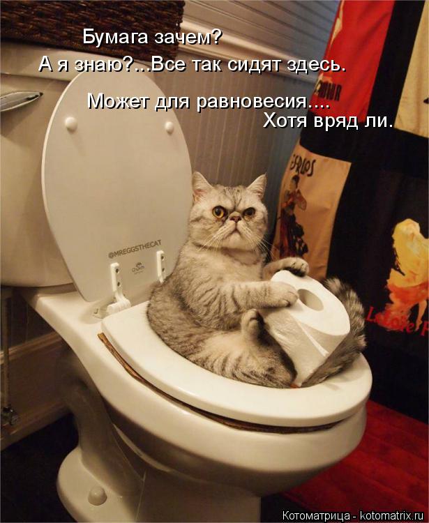 Котоматрица: Бумага зачем? А я знаю?...Все так сидят здесь. Может для равновесия.... Хотя вряд ли.