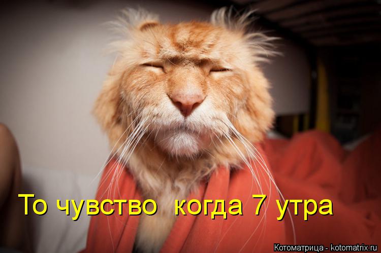 Котоматрица: То чувство  когда 7 утра