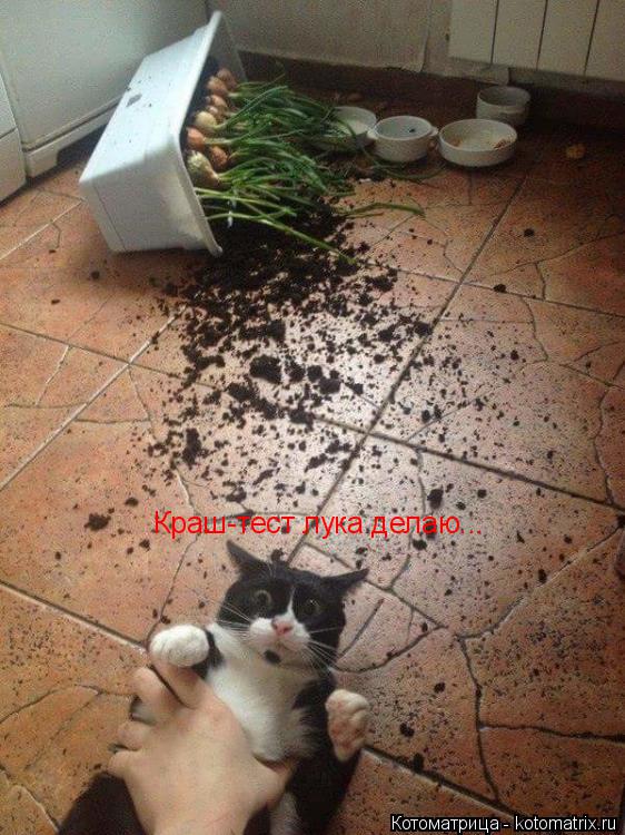 Котоматрица: Краш-тест лука делаю...