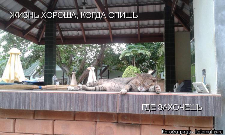 Котоматрица: ЖИЗНЬ ХОРОША, КОГДА СПИШЬ  ГДЕ ЗАХОЧЕШЬ