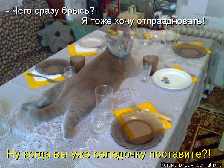 Котоматрица: - Чего сразу брысь?! Я тоже хочу отпраздновать! Ну когда вы уже селедочку поставите?!