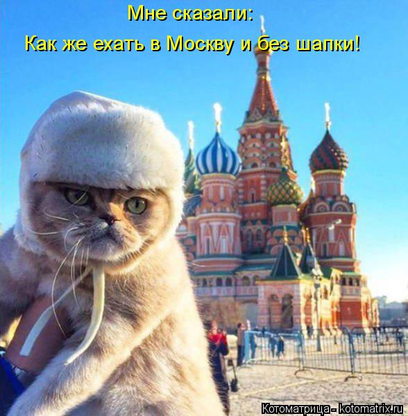Мне сказали: Как же ехать в Москву и без шапки!... Котоматрица: Мне сказали: Как же ехать в Москву и без шапки!