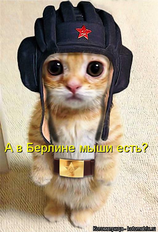 Котоматрица: А в Берлине мыши есть?