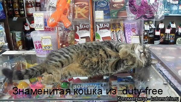 Знаменитая кошка из duty-free... Котоматрица: Знаменитая кошка из duty-free