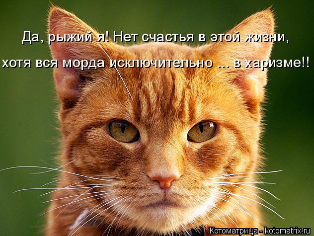 Да, рыжий я! Нет счастья в этой жизни, хотя вся морда исключительно ... в харизме!!... Котоматрица: Да, рыжий я! Нет счастья в этой жизни, хотя вся морда исключительно ... в харизме!!