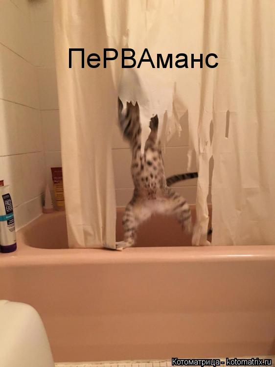 ПеРВАманс... Котоматрица: ПеРВАманс
