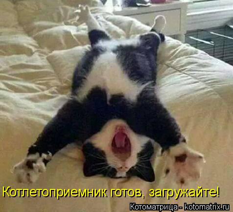 Котлетоприемник готов, загружайте!... Котоматрица: Котлетоприемник готов, загружайте!