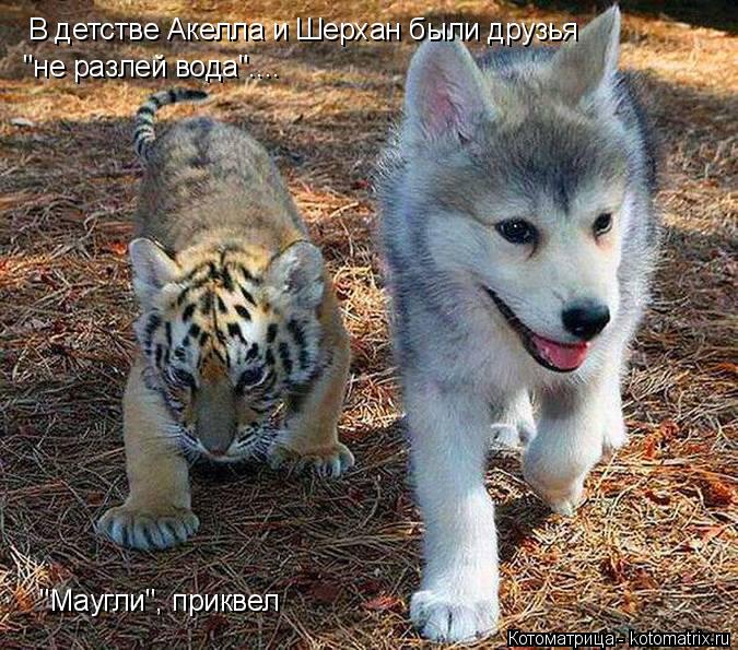 В детстве Акелла и Шерхан были друзья "не разлей вода".... "Маугли", приквел... Котоматрица: В детстве Акелла и Шерхан были друзья "не разлей вода".... "Маугли", приквел