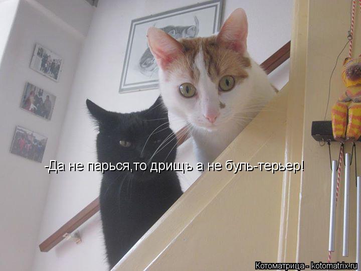 -Да не парься,то дрищъ а не буль-терьер!... Котоматрица: -Да не парься,то дрищъ а не буль-терьер!