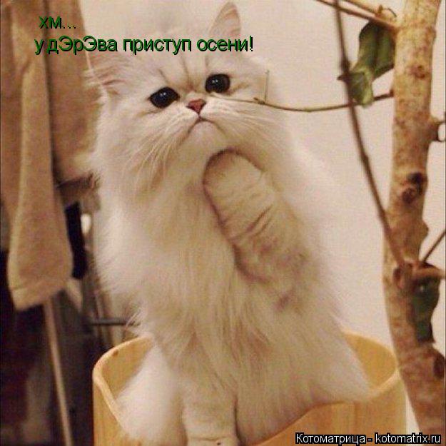 хм... у дЭрЭва приступ осени!... Котоматрица: хм... у дЭрЭва приступ осени!