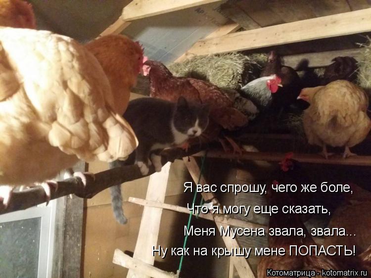 Я вас спрошу, чего же боле, Что я могу еще сказать, Меня Мусена звала, звала... Ну как на крышу мене ... Котоматрица: Я вас спрошу, чего же боле, Что я могу еще сказать, Меня Мусена звала, звала... Ну как на крышу мене ПОПАСТЬ!
