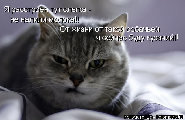 Я расстроен тут слегка - не налили молока!! От жизни от такой собачьей я сейчас буду кусачий!!... Котоматрица: Я расстроен тут слегка - не налили молока!! От жизни от такой собачьей я сейчас буду кусачий!!